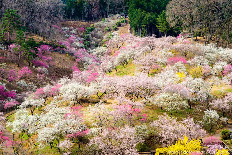 cherry-blossom-sakura-18