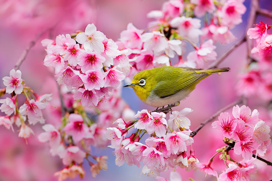 cherry-blossom-sakura-6