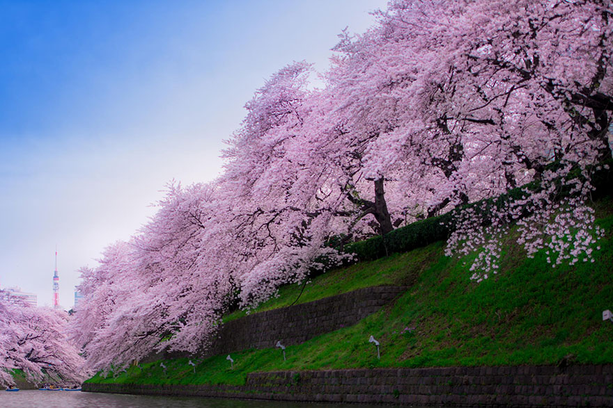 Cherry blossom фото