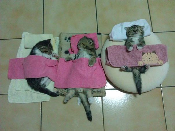 funny-sleeping-cats-16