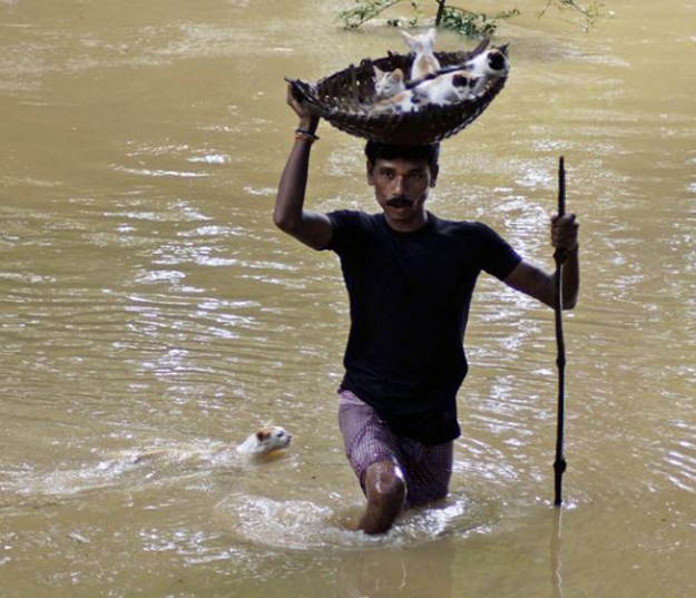 A villager carrying stranded kittens to dry land during floods in Cuttack City, India