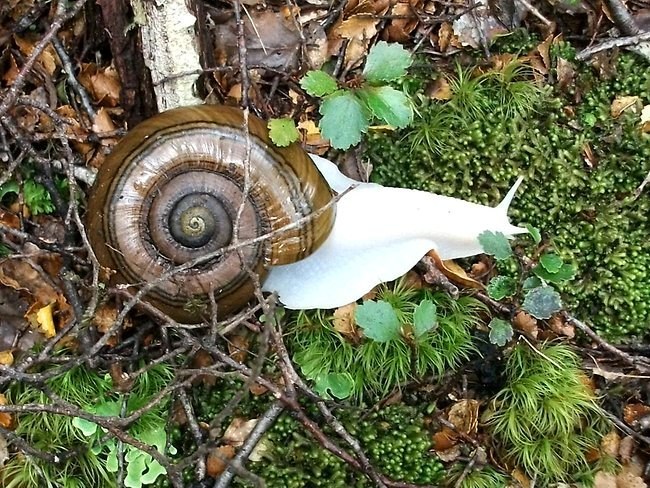 Albino snail