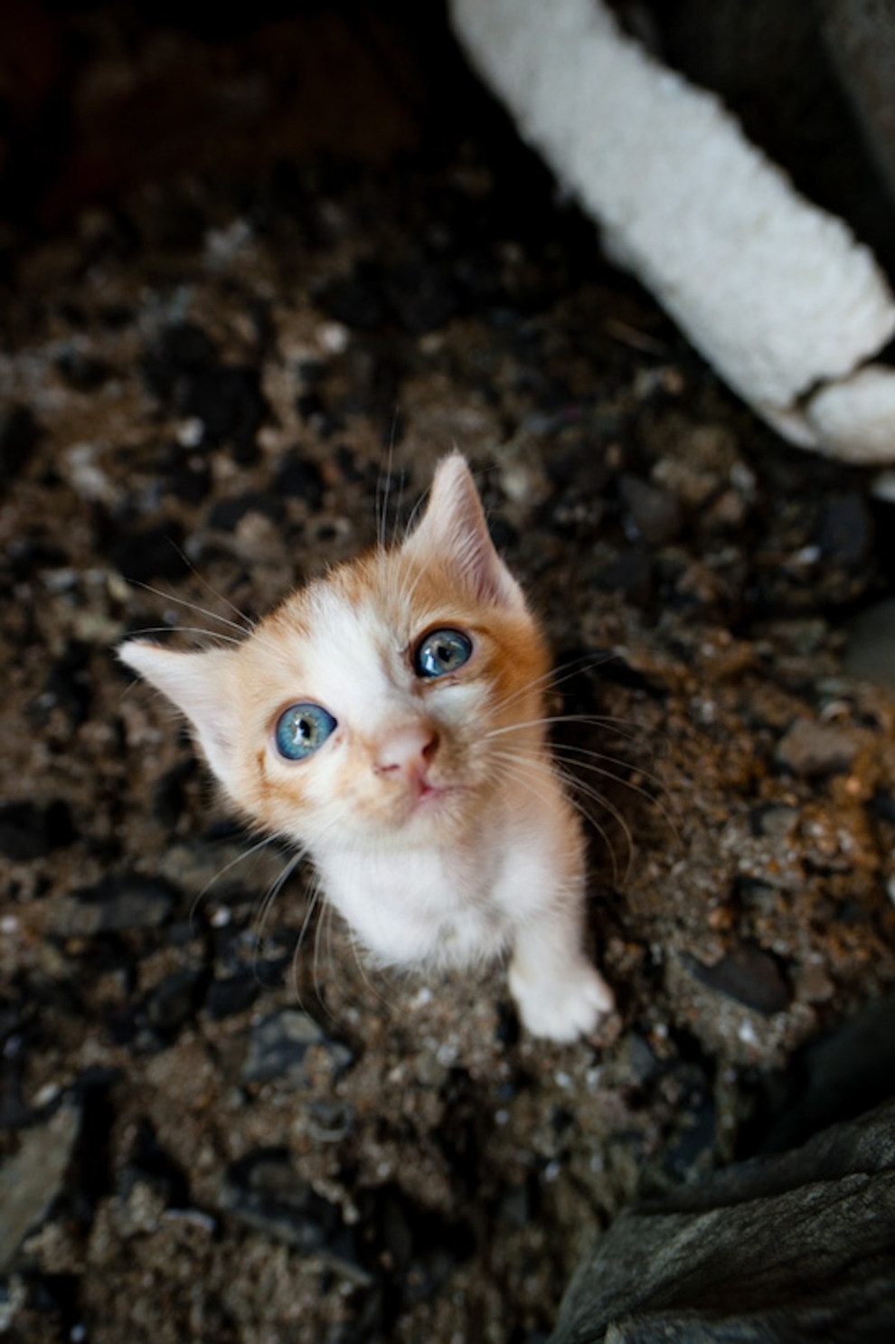 Cat Island Fukuoka, Japan (1)