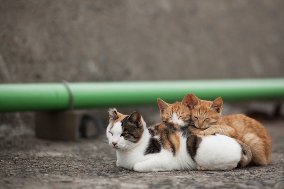 Cat Island Fukuoka, Japan (10)