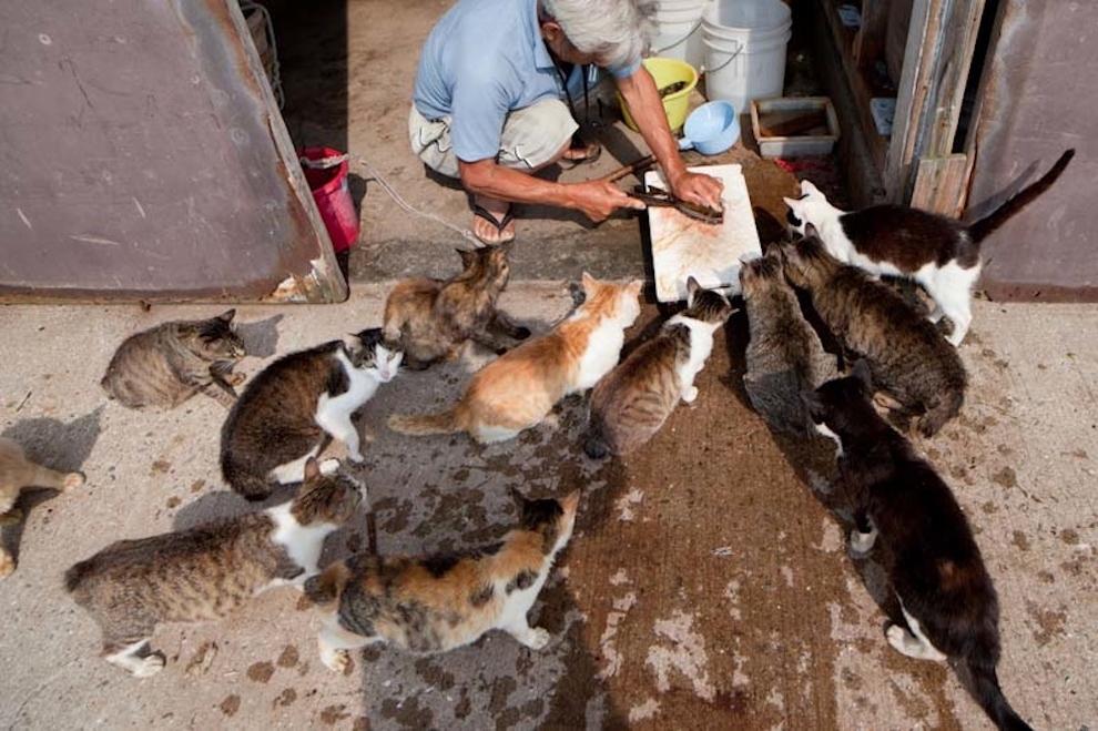 Cat Island Fukuoka, Japan (11)