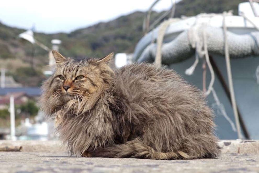 Cat Island Fukuoka, Japan (12)