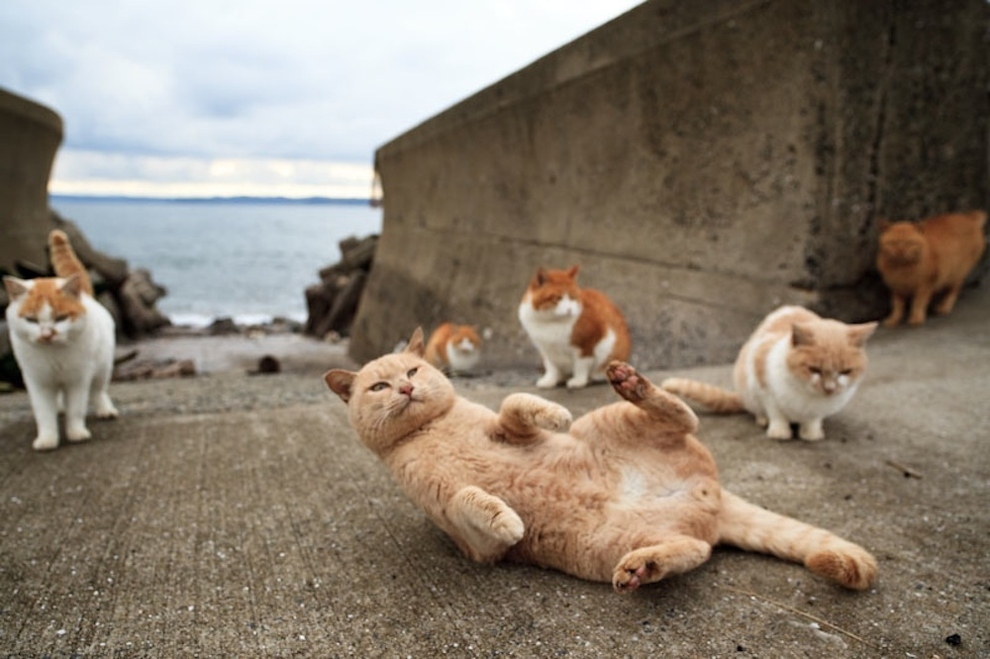 Cat Island Fukuoka, Japan (13)