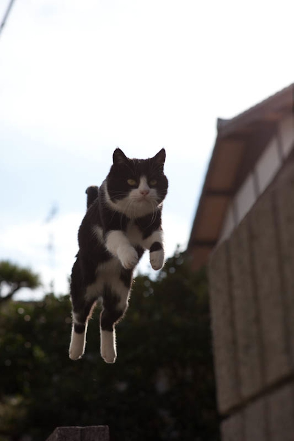 Cat Island Fukuoka, Japan (14)