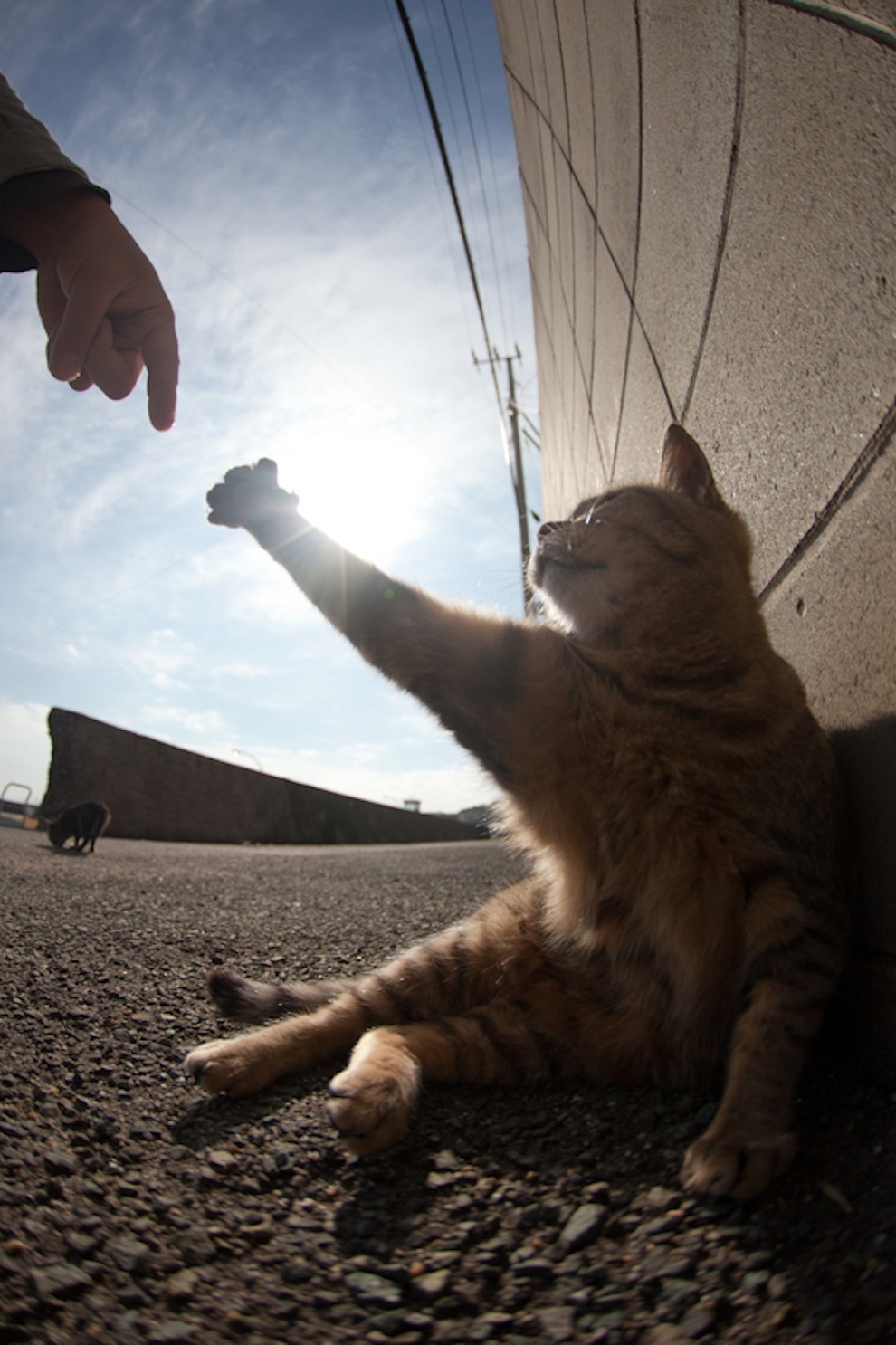 Cat Island Fukuoka, Japan (15)