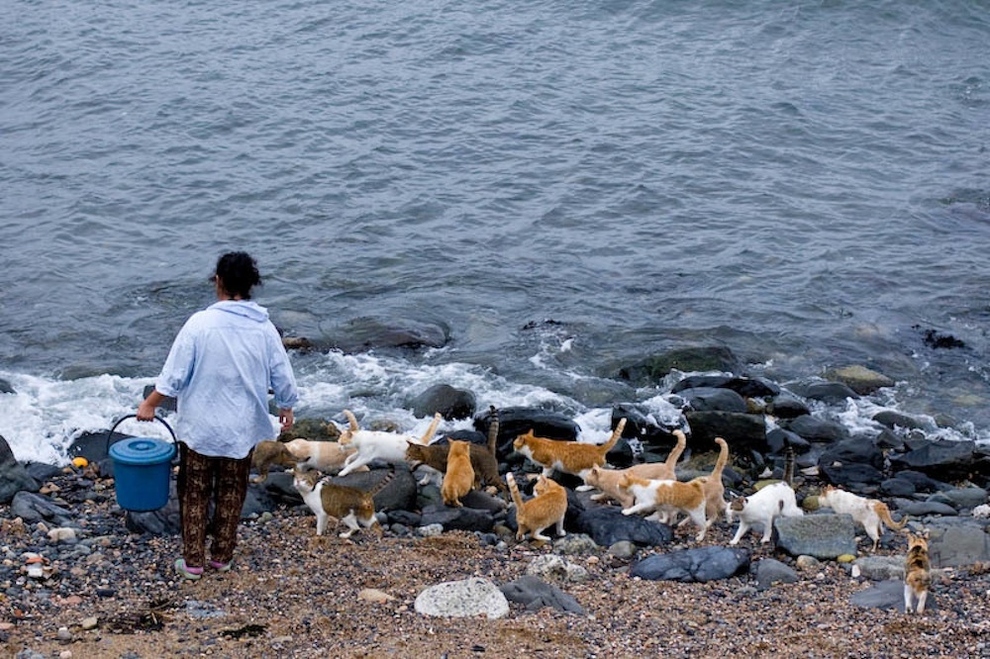 Cat Island Fukuoka, Japan (16)