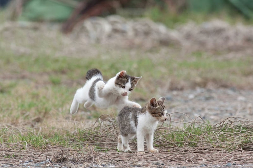 Cat Island Fukuoka, Japan (17)