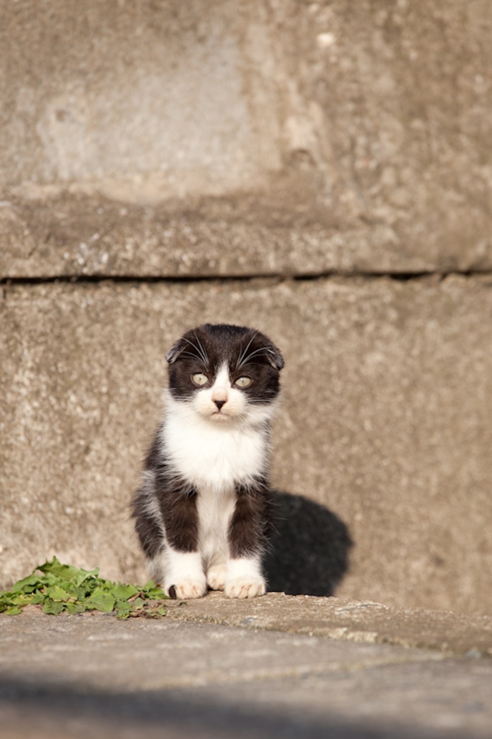 Cat Island Fukuoka, Japan (18)