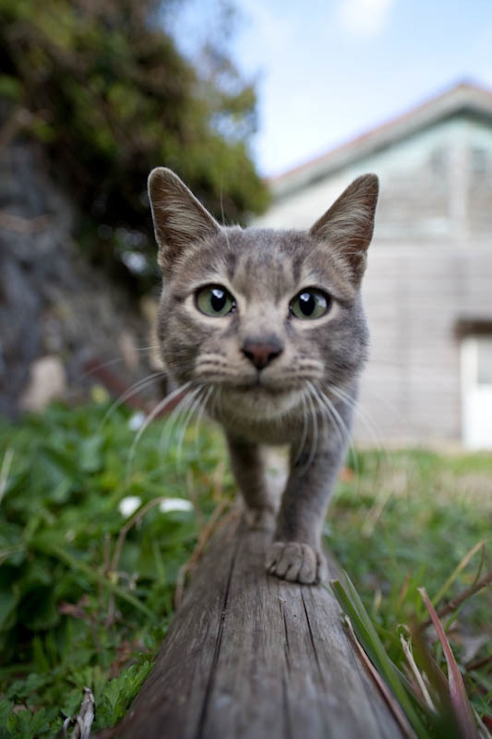 Cat Island Fukuoka, Japan (19)