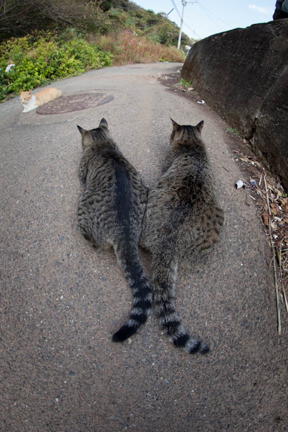 Cat Island Fukuoka, Japan (2)