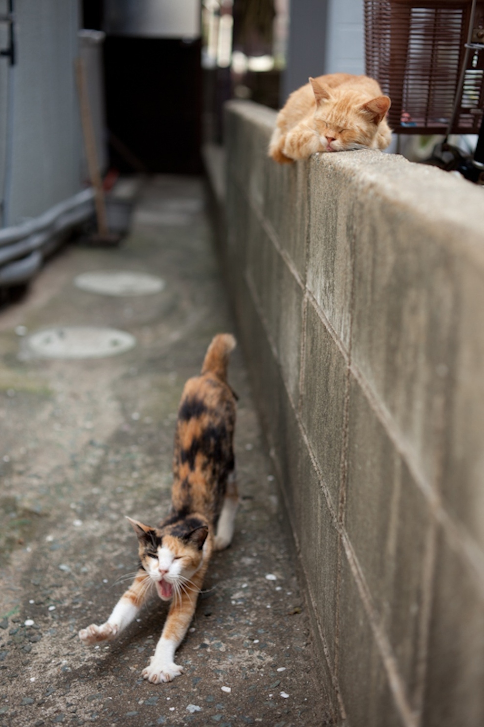 Cat Island Fukuoka, Japan (20)