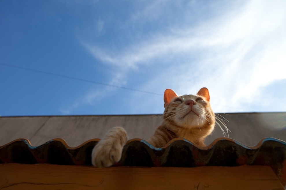 Cat Island Fukuoka, Japan (26)