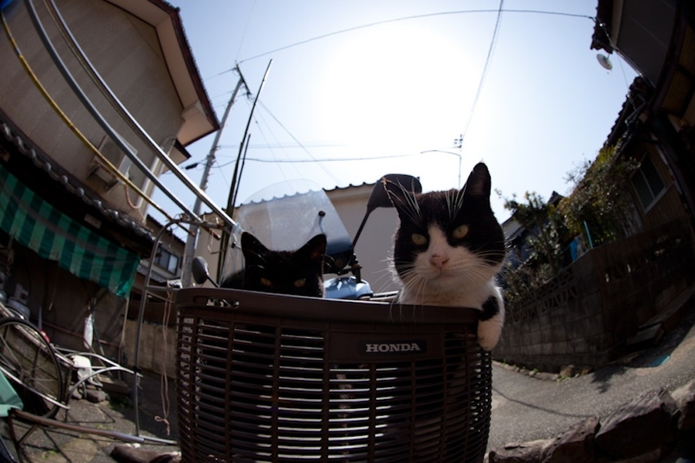 Cat Island Fukuoka, Japan (27)