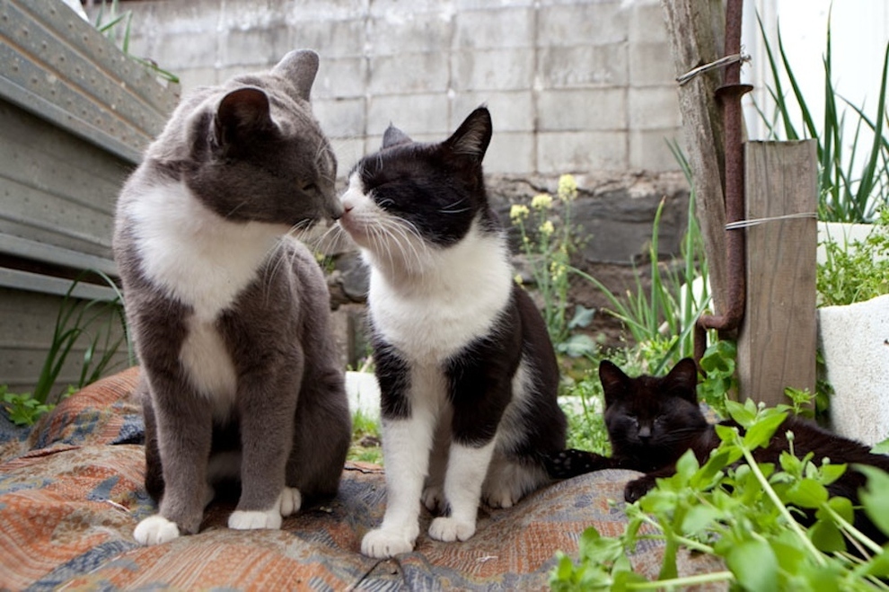 Cat Island Fukuoka, Japan (29)