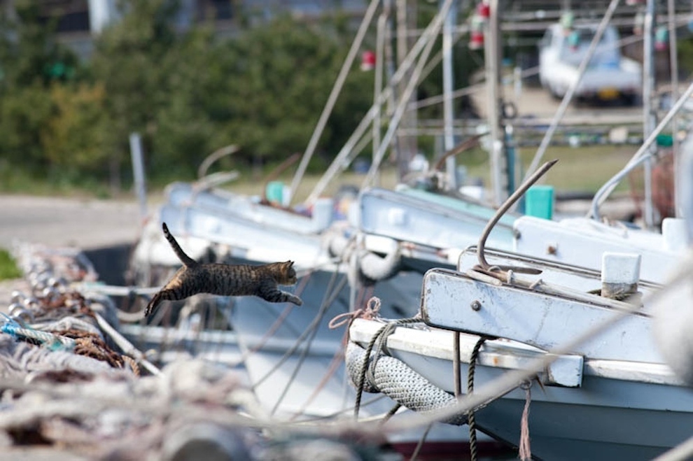 Cat Island Fukuoka, Japan (30)