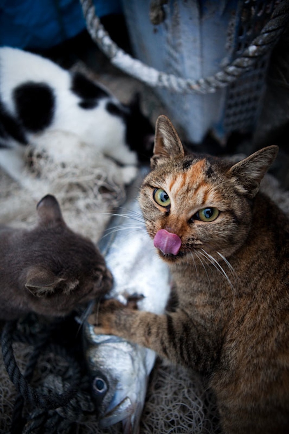 Cat Island Fukuoka, Japan (33)