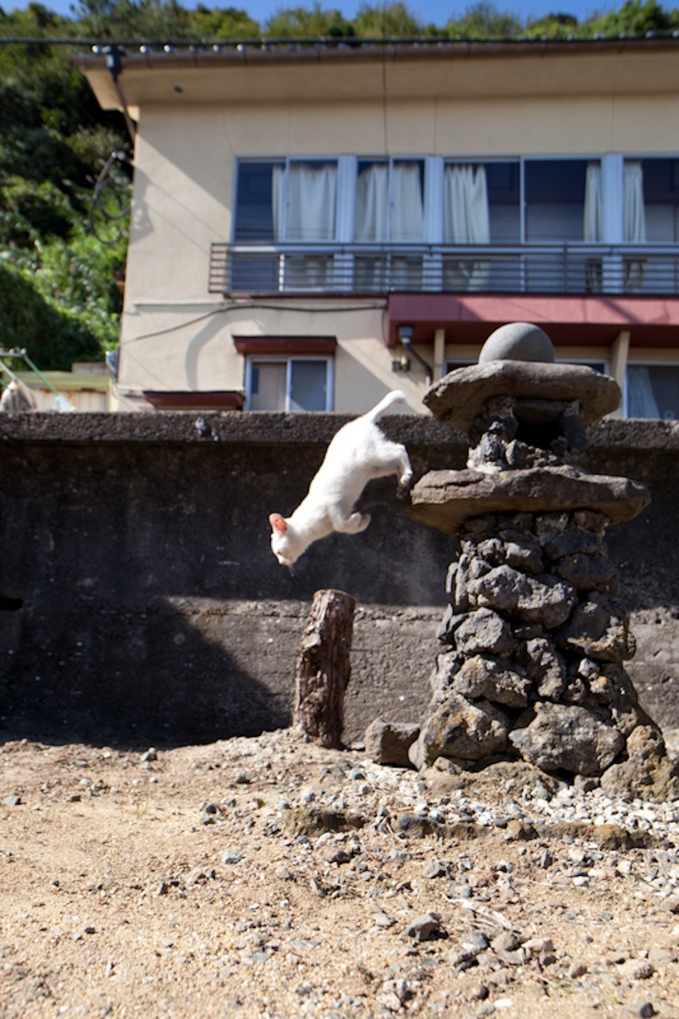 Cat Island Fukuoka, Japan (34)