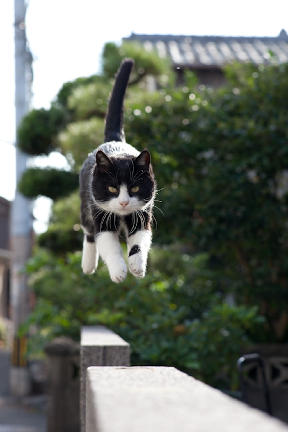 Cat Island Fukuoka, Japan (36)