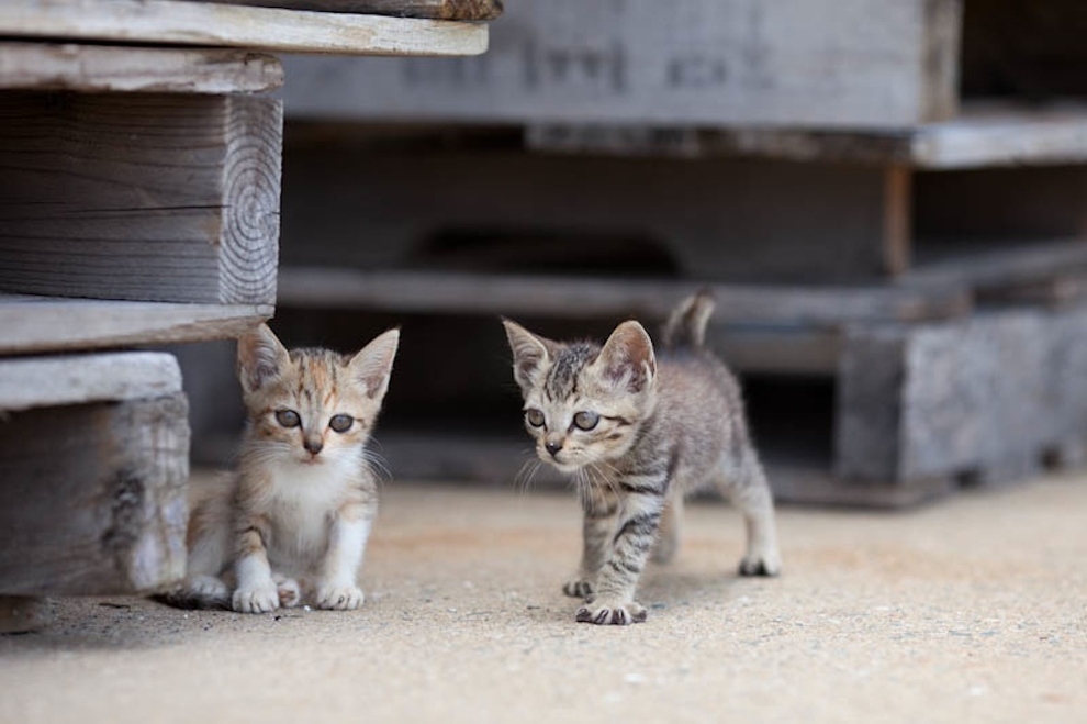 Cat Island Fukuoka, Japan (37)