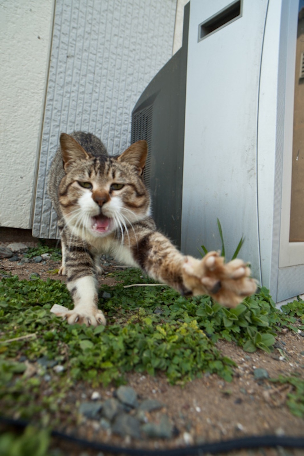 Cat Island Fukuoka, Japan (38)