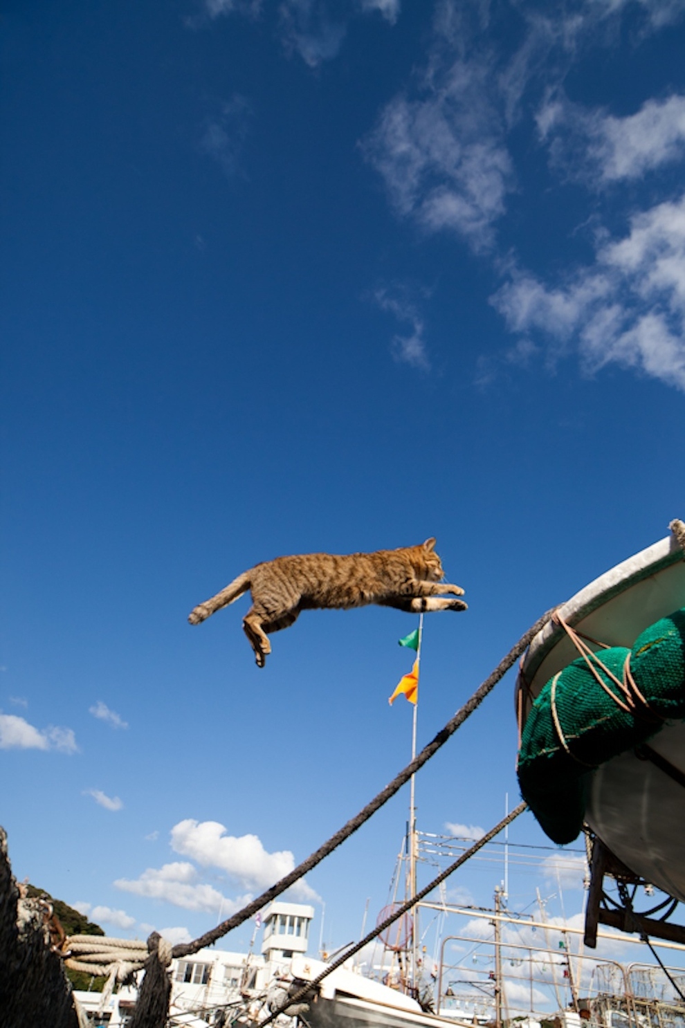 Cat Island Fukuoka, Japan (39)