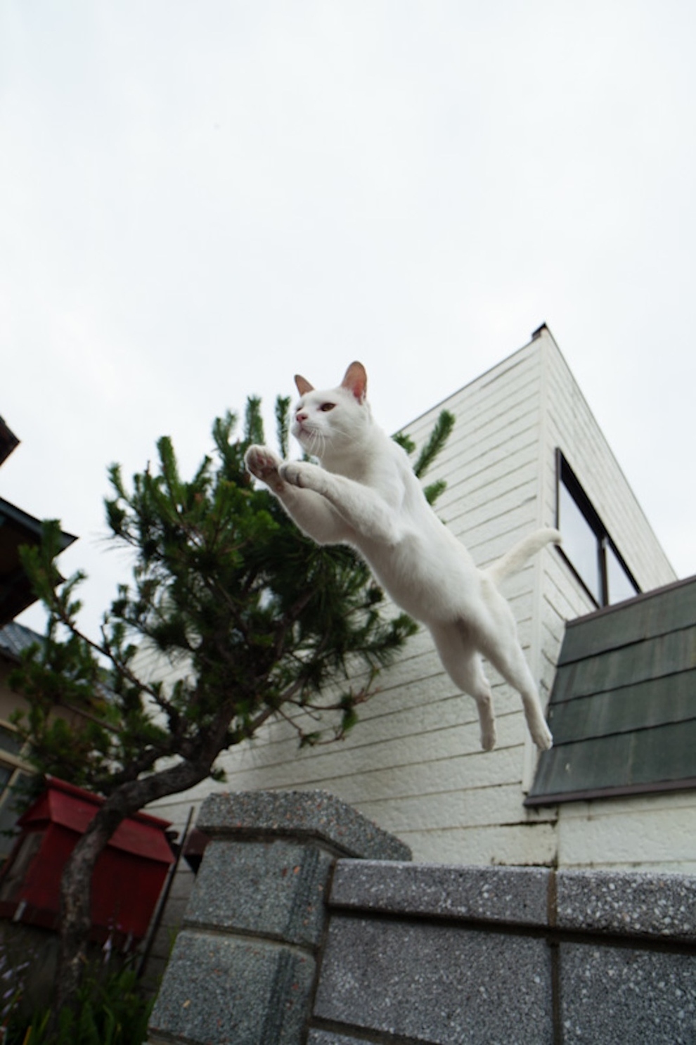 Cat Island Fukuoka, Japan (4)