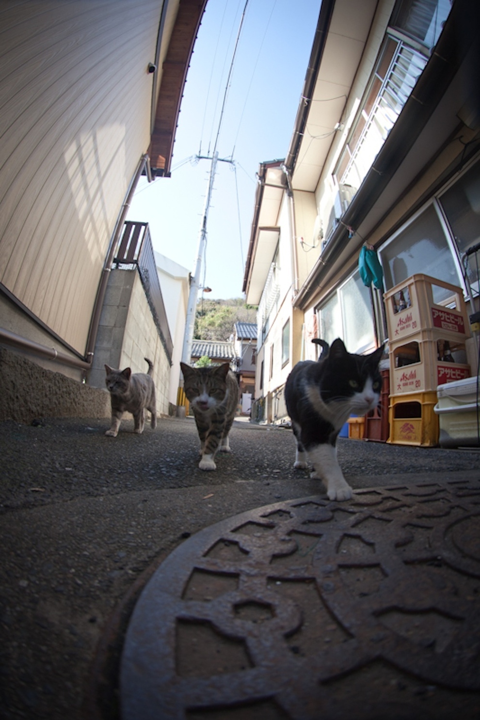 Cat Island Fukuoka, Japan (41)