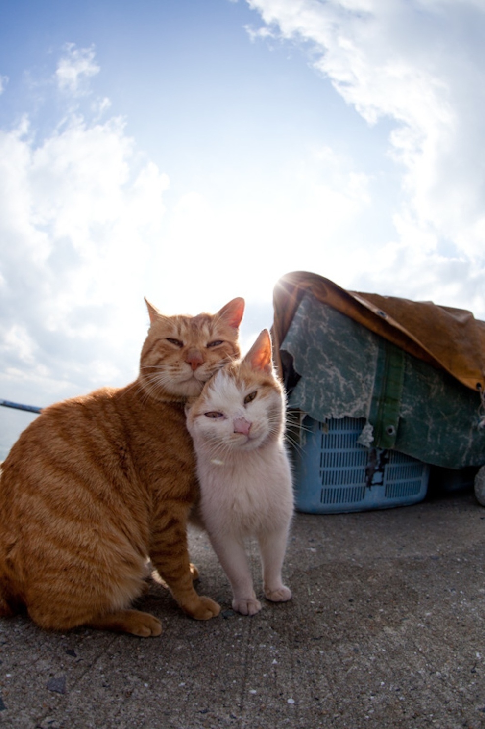 Cat Island Fukuoka, Japan (42)