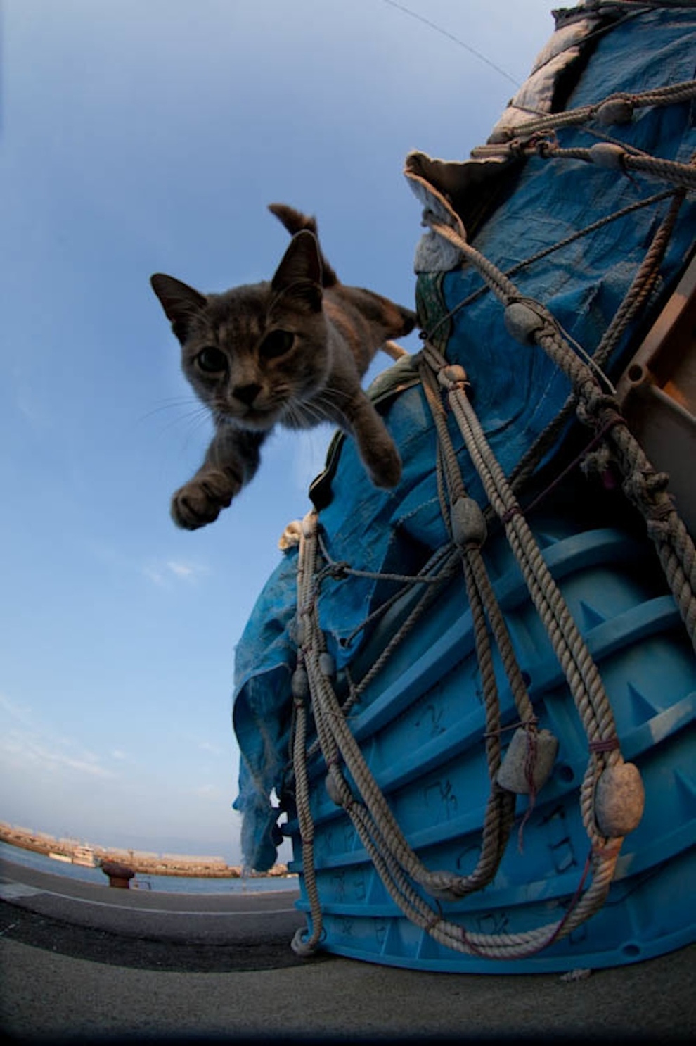 Cat Island Fukuoka, Japan (43)