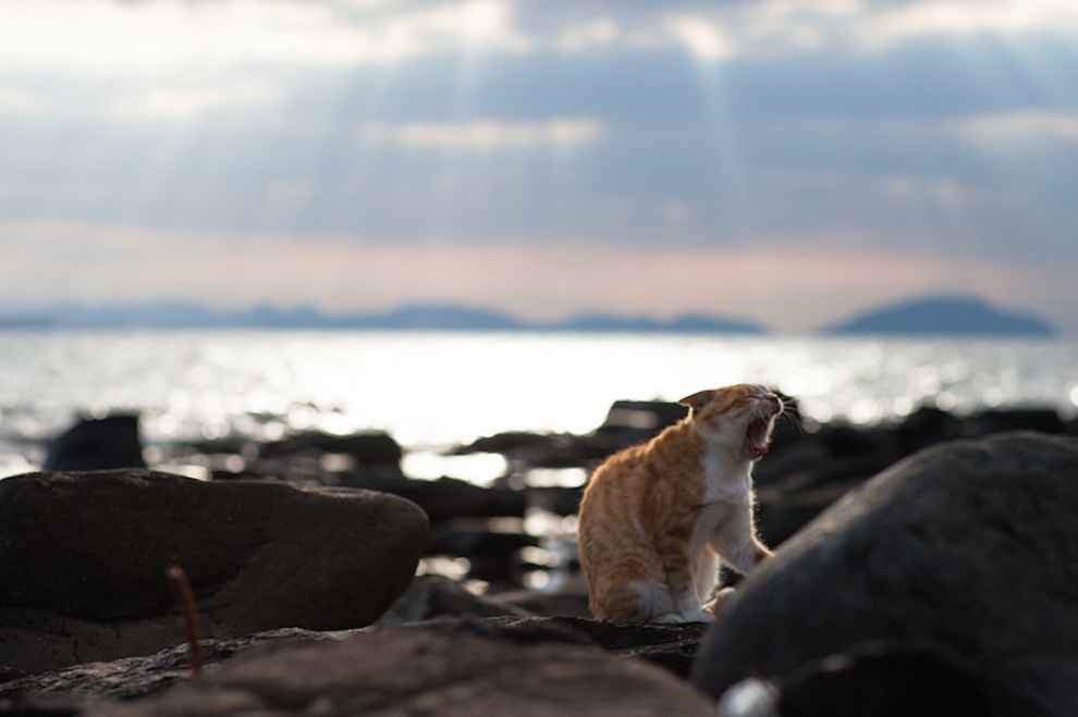 Cat Island Fukuoka, Japan (46)