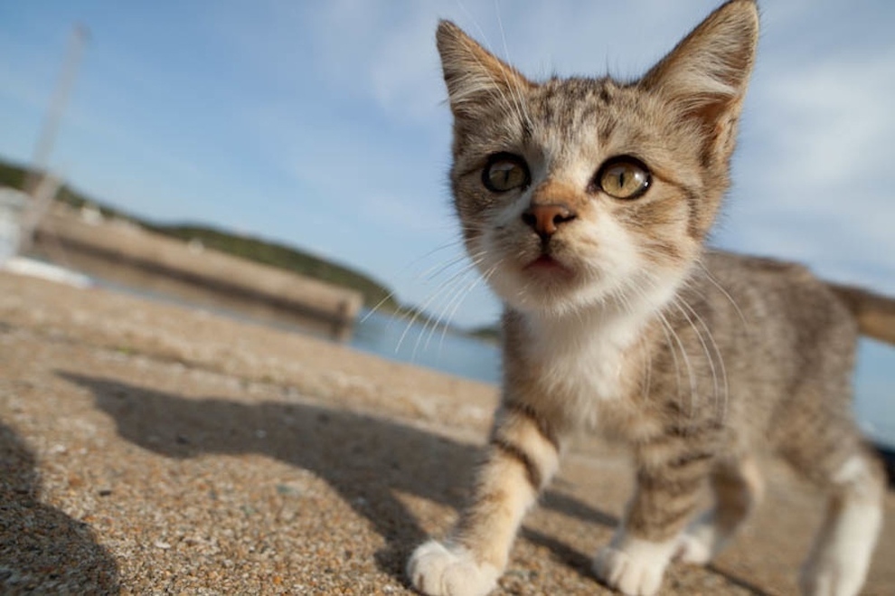 Cat Island Fukuoka, Japan (47)