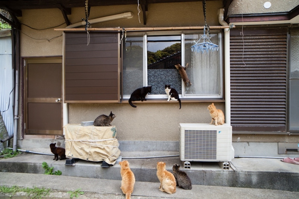 Cat Island Fukuoka, Japan (48)