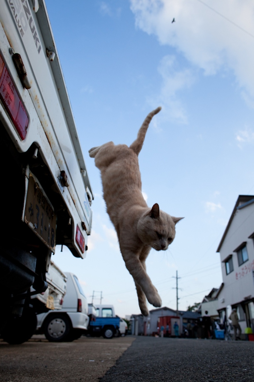 Cat Island Fukuoka, Japan (49)