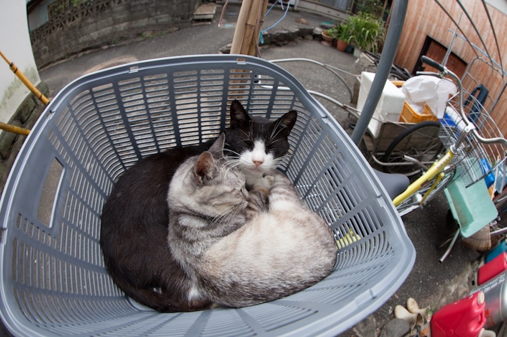 Cat Island Fukuoka, Japan (5)