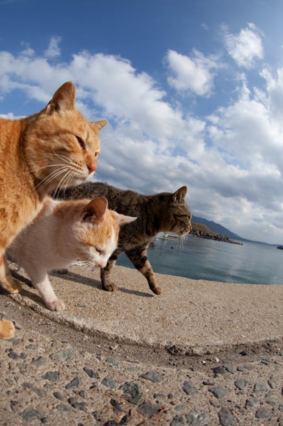 Cat Island Fukuoka, Japan (50)