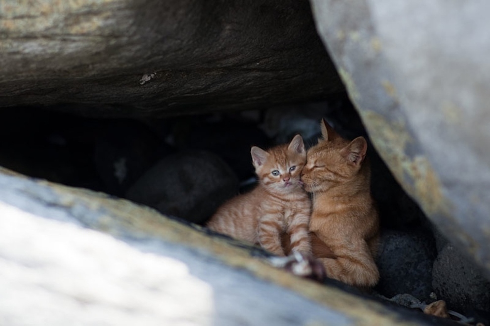 Cat Island Fukuoka, Japan (6)