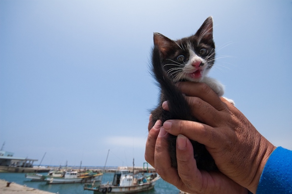 Cat Island Fukuoka, Japan (8)