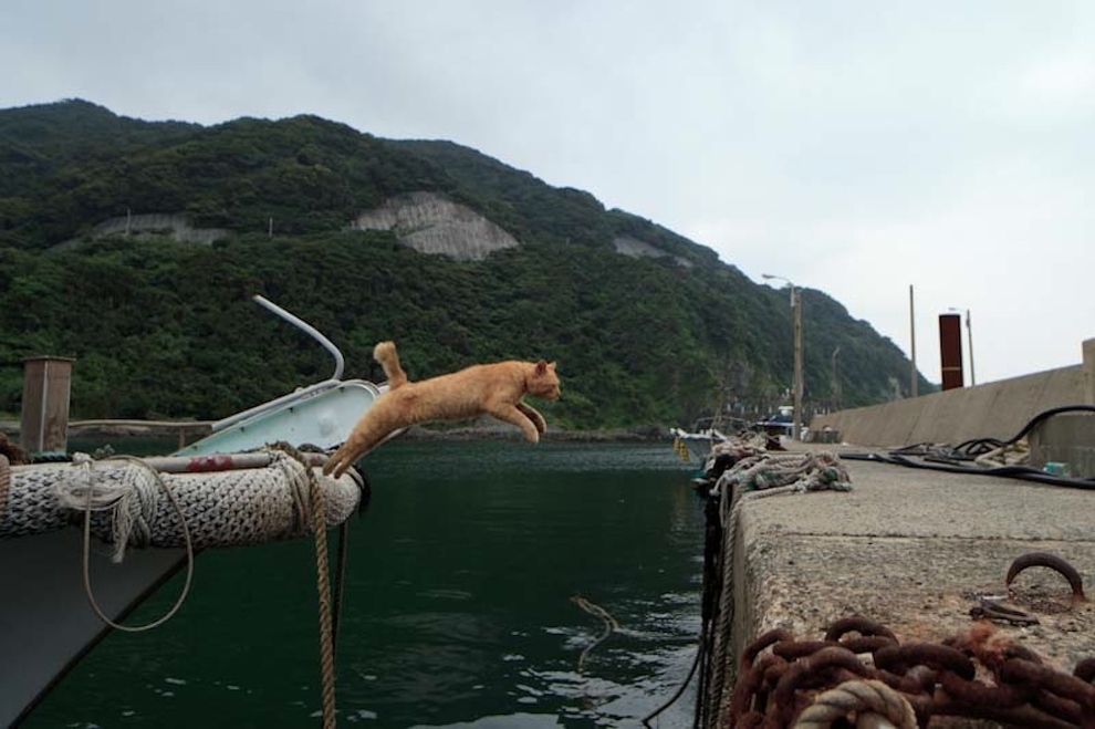 Cat Island Fukuoka, Japan (9)