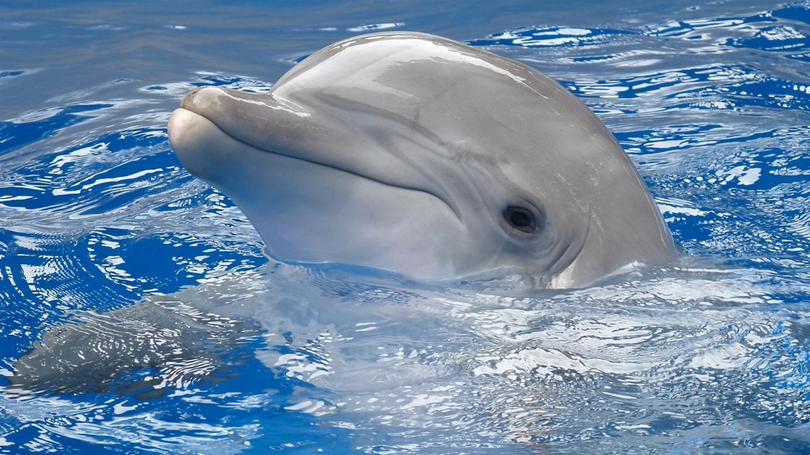 Dolphin