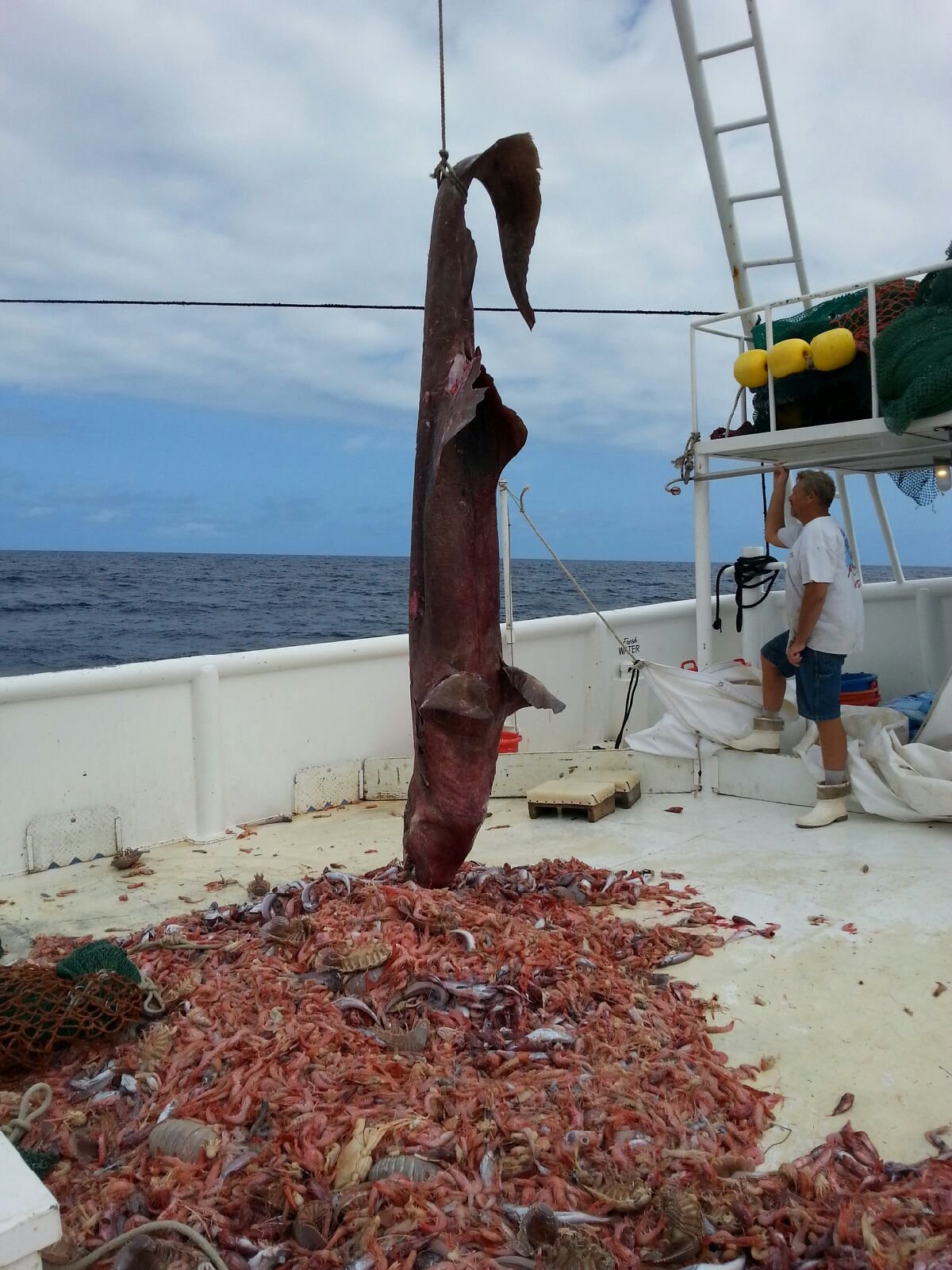 Goblin Shark Caught In Florida (2)