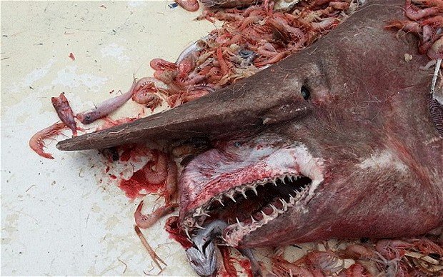 Goblin Shark Caught In Florida