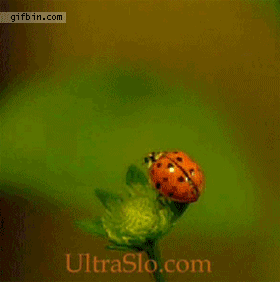 How a ladybug flies