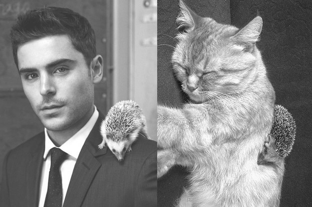 Male Celebrity vs. Cat (28)