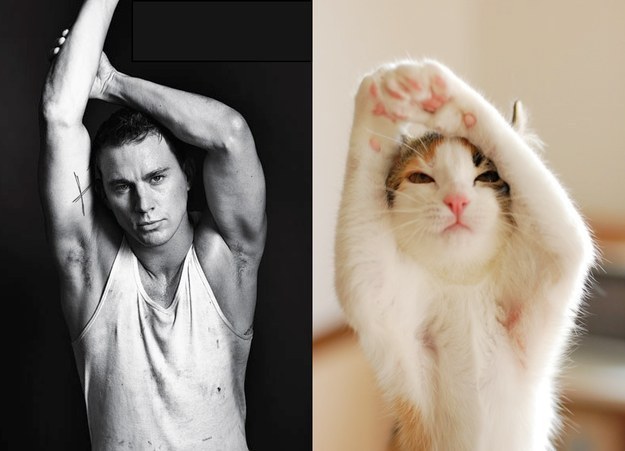 Male Celebrity vs. Cat (29)