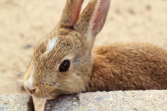 Rabbit Island, Okunoshima, Japan (1)