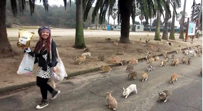 Rabbit Island, Okunoshima, Japan (2)